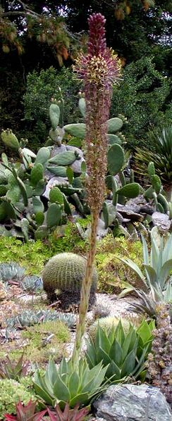 File:Agave chiapensis whole.jpg