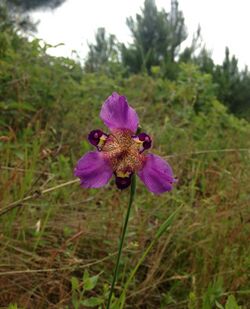 Alophia drummondii Texas.jpg