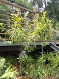 Altingia yunnanensis - Kunming Botanical Garden - DSC03172.JPG