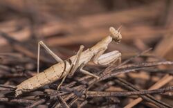 A immature brown female mantis walking along the ground