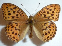 Argynnis laodice.jpg