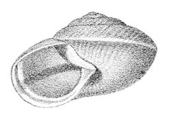 Ariophanta interrupta shell.jpg