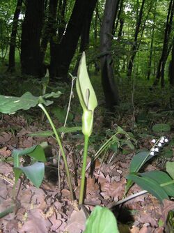 Arum cylindraceum1.JPG