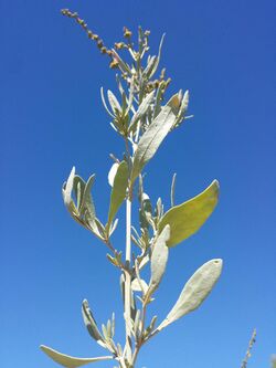 Atriplex portulacoides sl10.jpg