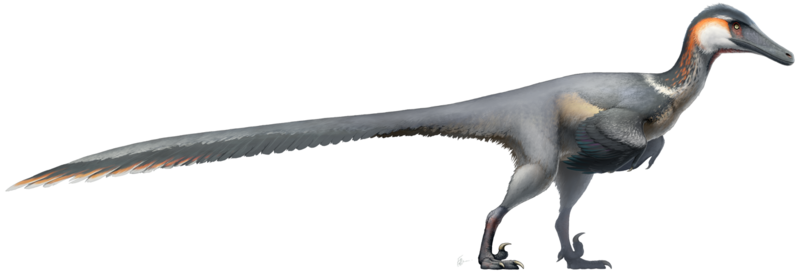 File:Austroraptor Restoration (flipped).png