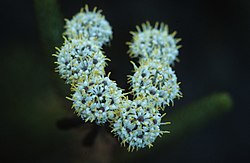 Berzelia albiflora 110264414.jpg