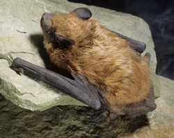 The image depicts a big brown bat on a rock.