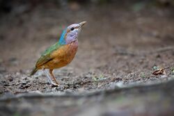 Blue-rumped Pitta 0A2A3328.jpg