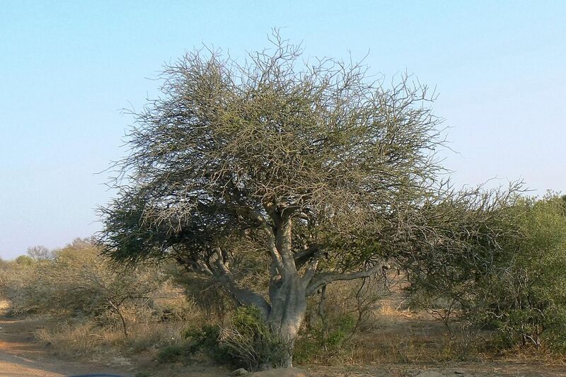 File:Boscia foetida rehmanniana Bushveld Sheperds Tree.JPG