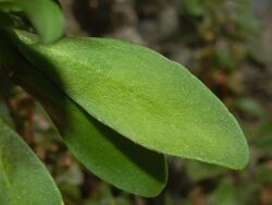 Brassicaceae - Lobularia maritima-1.JPG