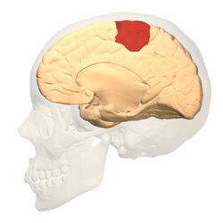 Brodmann area 4 medial.jpg