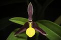 Bulbophyllum chrysoglossum Schltr., Nachtr. Fl. Schutzgeb. Südsee - Schumann & Lauterbach 198 (1905) DSC3043.jpg