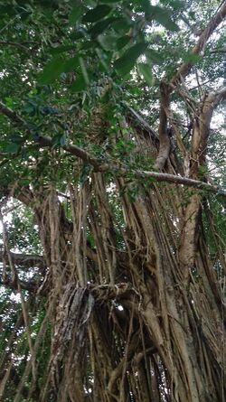 Burmese Banyan (Ficus kurzii) 6.jpg