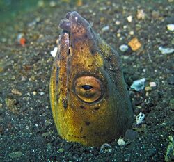 Burrowing snake eel - Pisodonophis cancrivoris.jpg