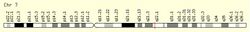 C7orf38 Gene Loci.