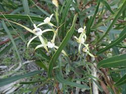 Caladenia denticulata subsp. denticulata 04.jpg