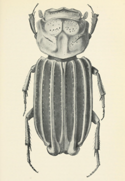 Cartwrightia intertribalis in Cartwright 1967.png