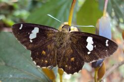 Celaenorrhinus putra Moore, 1865 – Restricted Spotted Flat - on Helicteres isora 03.jpg