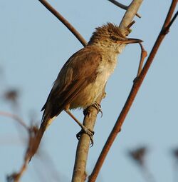 Clamorous reed warbler.jpg