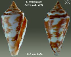 Conus lentiginosus 3.jpg