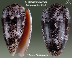 Conus stercusmuscarum 2.jpg