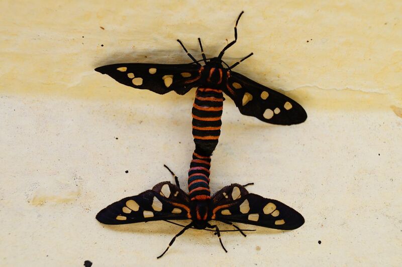 File:Copulation in tiger moth.jpg