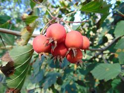 Crataegus pennsylvanica fruit.jpg