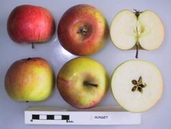 Cross section of Sunset (LA 74A), National Fruit Collection (acc. 1979-190).jpg