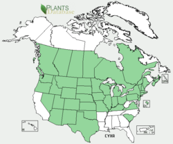 Cyclachaena Xanthifolia Distribution.png