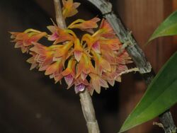 Dendrobium usitae1.jpg