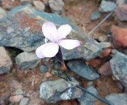 Dianthus albens - Overberg District SA 1 - Copy.jpg
