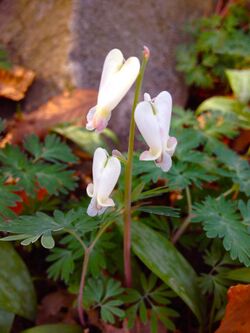 Dicentra canadensis - Canadian Heart Flower.jpg