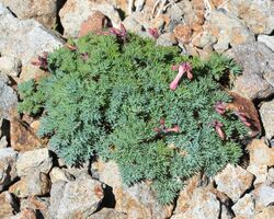 Dicentra peregrina bud.JPG