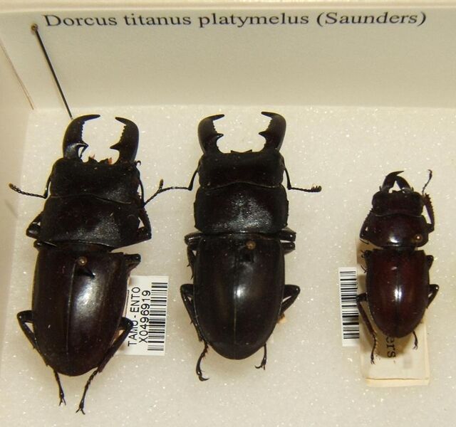 File:Dorcus titanus platymelus sjh.jpg