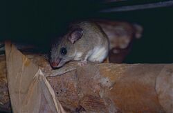 Dormouse Tufted-tailed Rat (Eliurus myoxinus) (9579527484).jpg