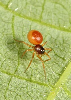 Dwarf Spider - Ceraticelus fissiceps, Mabel Lake Provincial Park, British Columbia.jpg