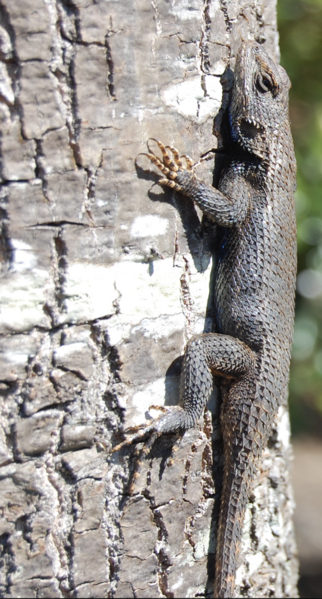 File:Eastern Fence Lizard 03-20-08.png