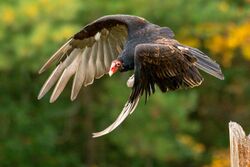 Eastern Turkey Vulture in flight, Canada.jpg