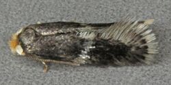 Ectoedemia albifasciella, Wepre, North Wales, July 2013 (20360399603).jpg