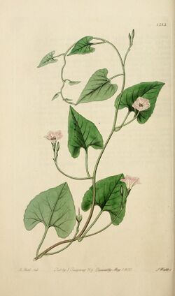Edwards' botanical register, or, Ornamental flower-garden and shrubbery .. (1829-1847) (21161581832).jpg