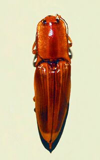 Elateridae - Semiotus ligneus.JPG