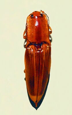 Elateridae - Semiotus ligneus.JPG