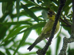 Emberiza sulphurata.jpg