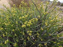 Euphorbia rhombifolia Gifberg.jpg