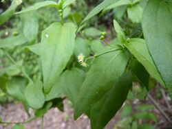 Euphorbiaceae - Chiropetalum tricuspidatum 8.jpg