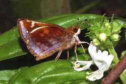 Female Zabulon Skipper.jpg