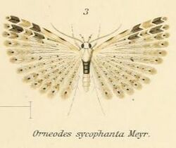 Fig.03-Alucita sycophanta.JPG