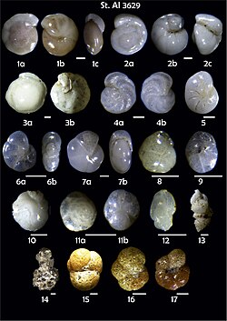 Foraminifera Phototable.jpg