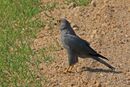 Grey kestrel (Falco ardosiaceus).jpg