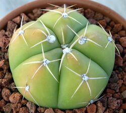 Gymnocalycium horstii.jpg